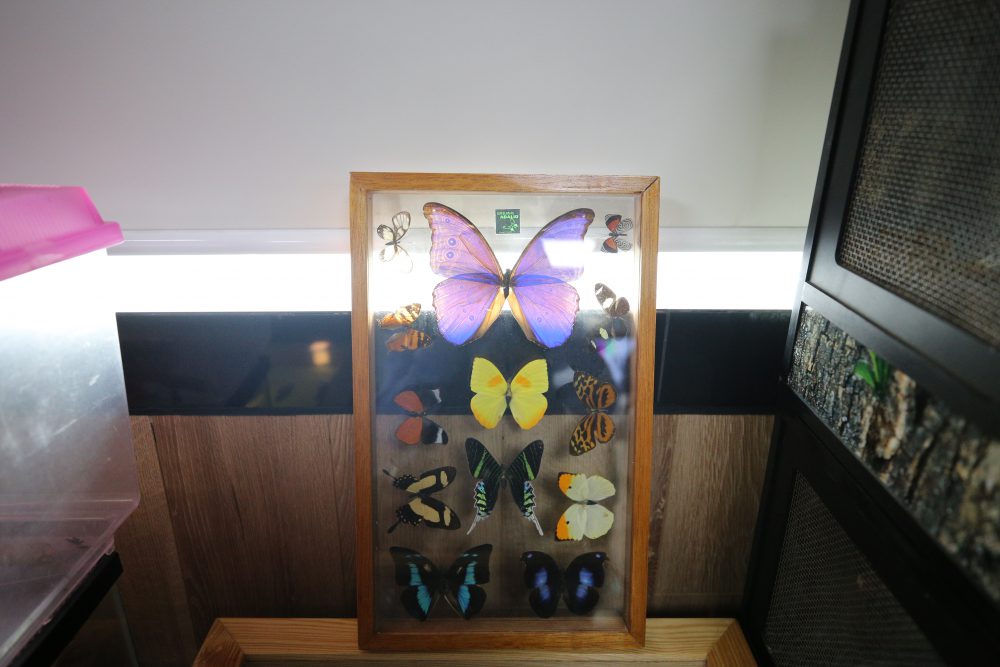 Mariposas, Exposición Biológica Itinerante del CUCSur
