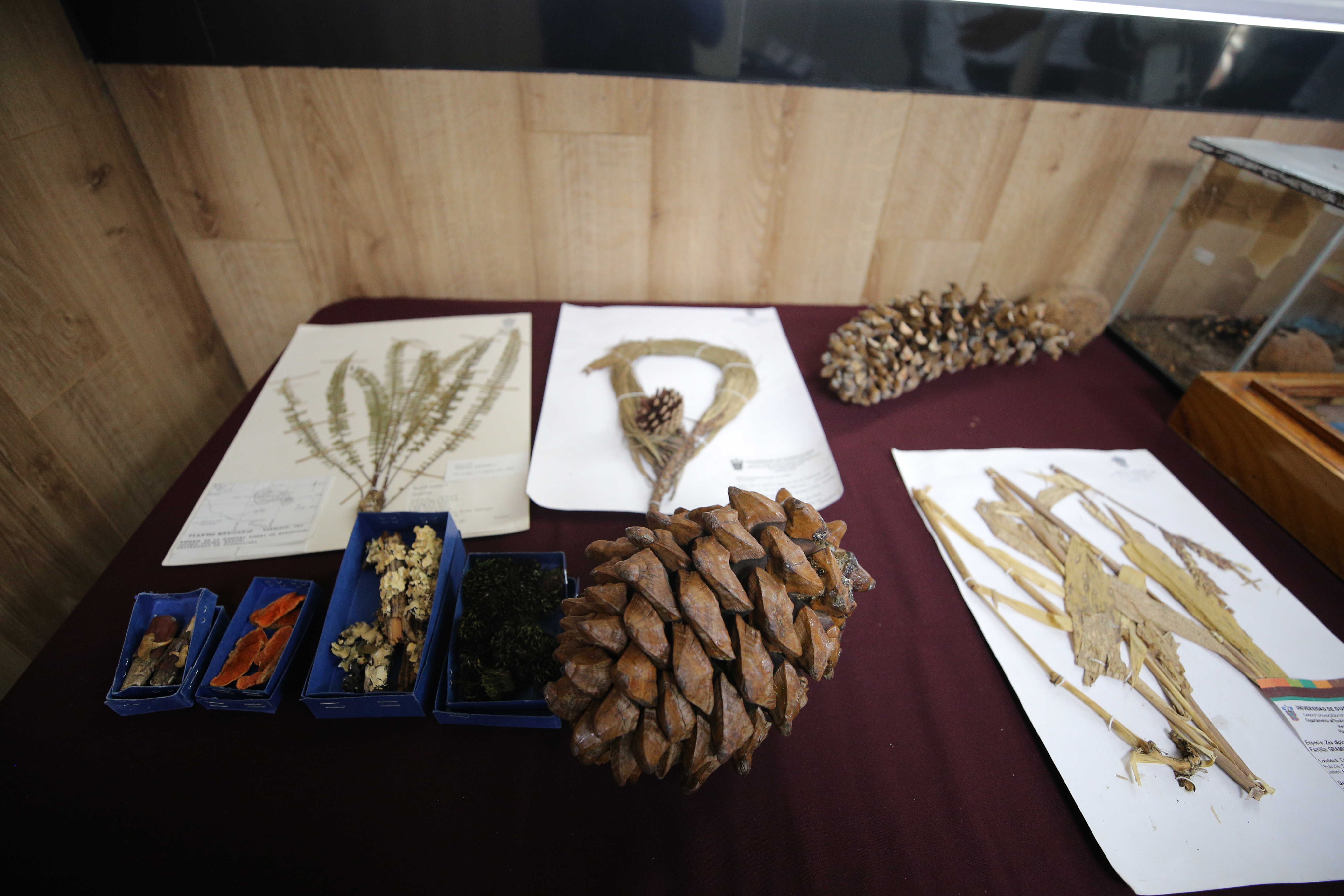Colección botánica, Exposición Biológica Itinerante del CUCSur