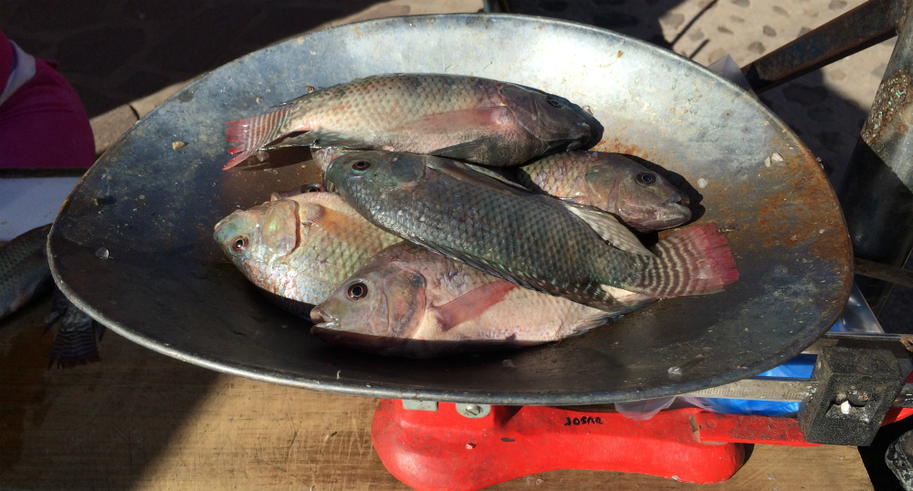 Pescado a la venta en Tuxcueca