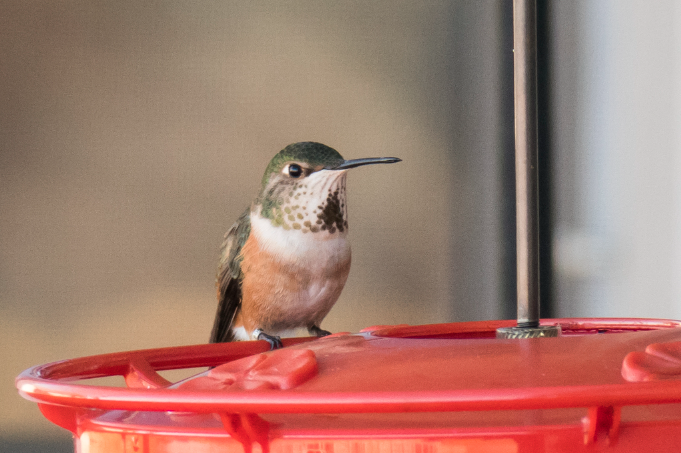 El zumbador canelo es una de las especies de colibríes que tienen presencia en Alaska y en Jalisco