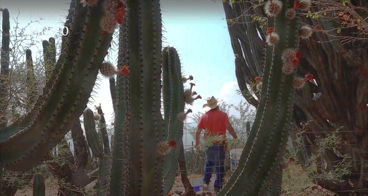 Producción de pitayas, en "Expresiones del Sur", documental del CUSur