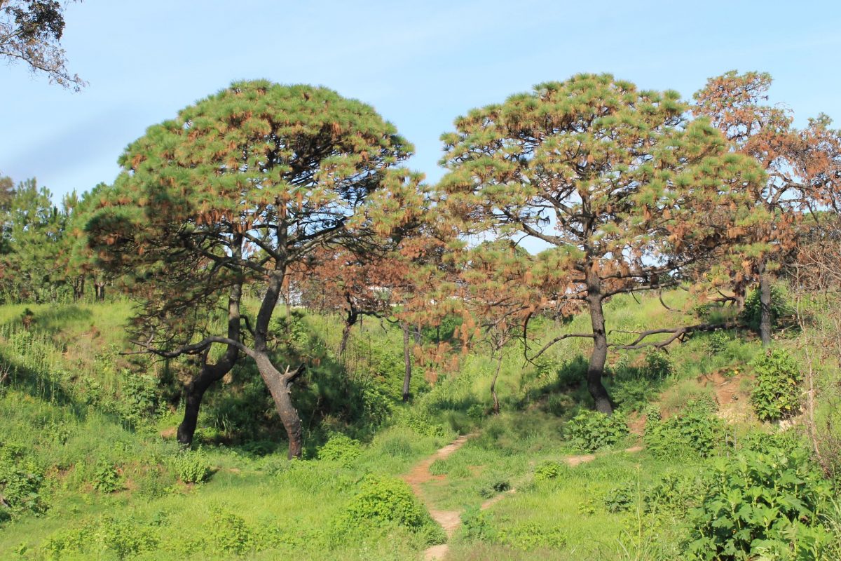 Zona Forestal Lomas de Zapopan
