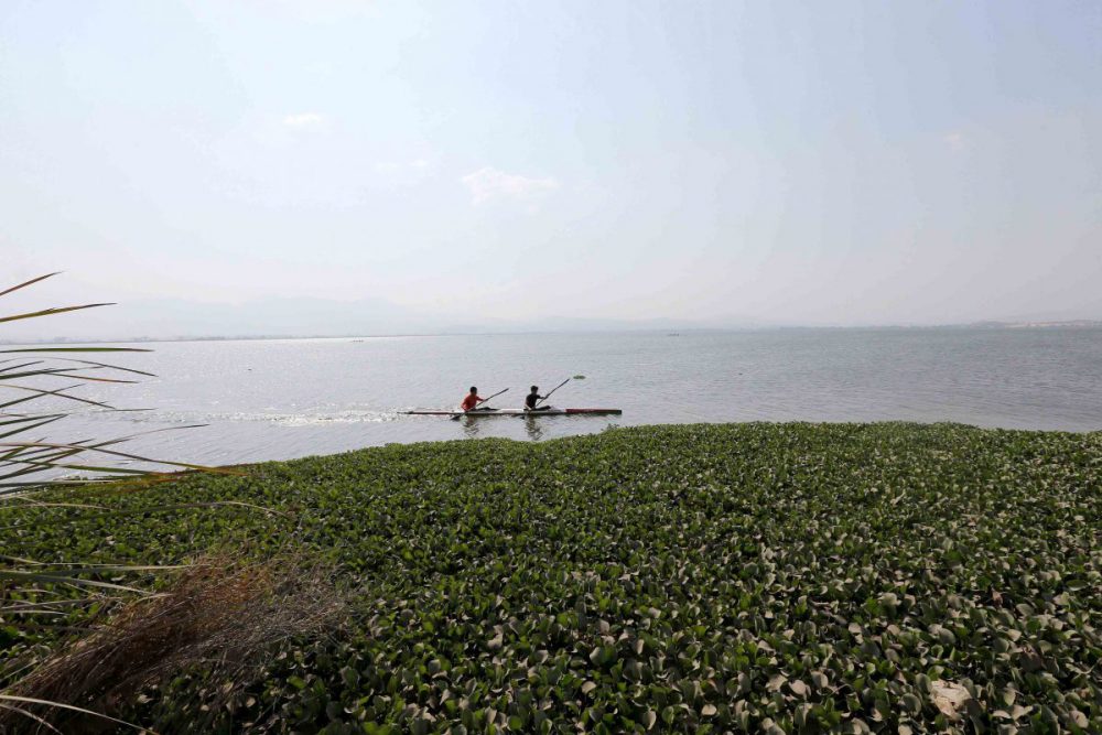 Aprovecharán lirio del Lago de Zapotlán para crear productos biodegradables - Ciudad Olinka