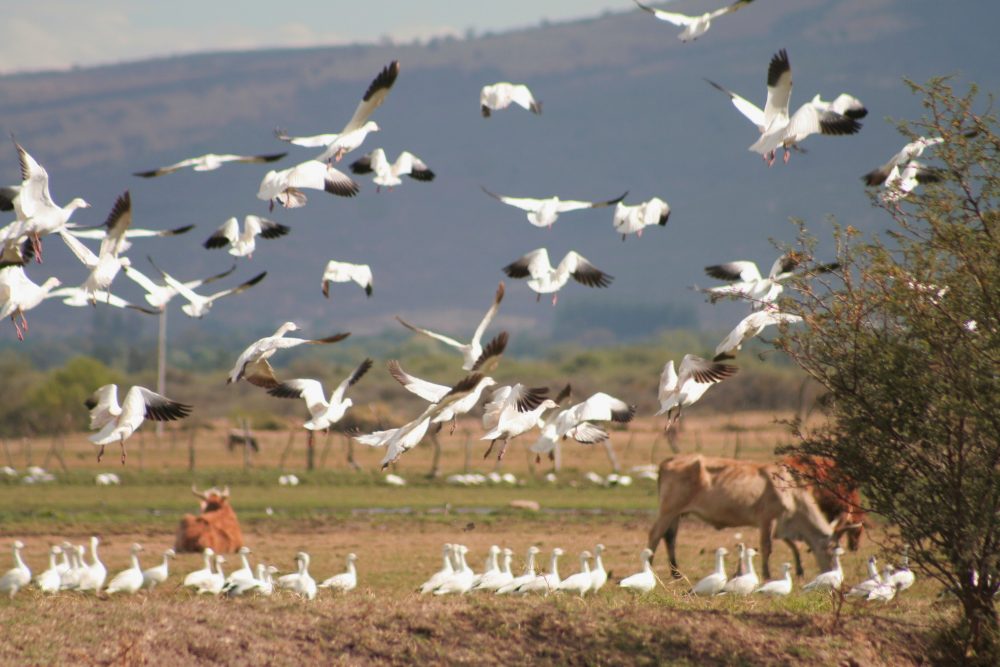 Aves, gansos en Laguna de Sayula