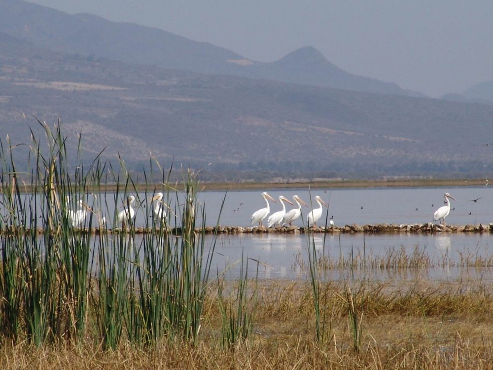Aves, gansos en Laguna de Sayula