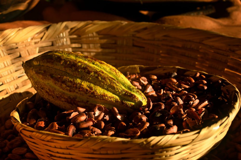 Cacao Puerto Vallarta