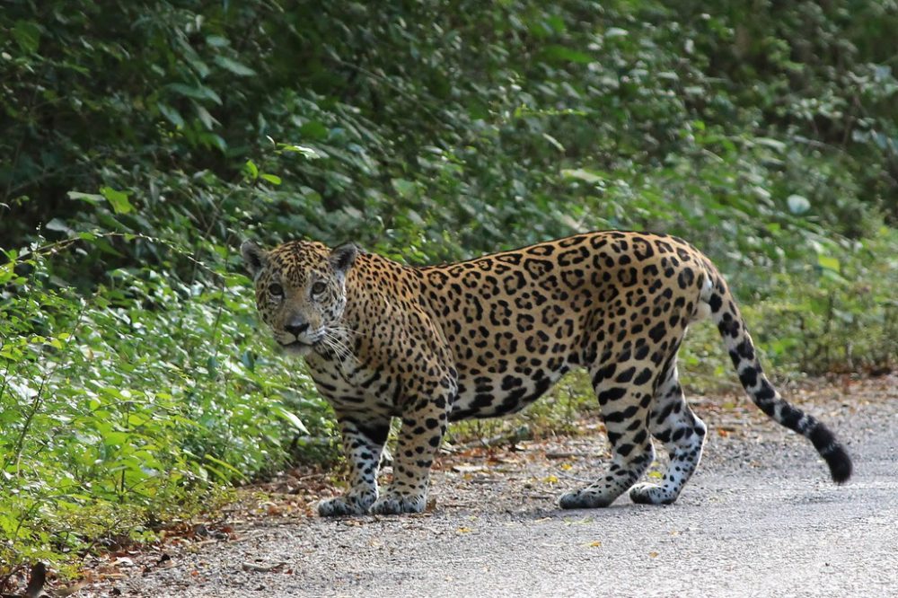 Jaguar superdepredador