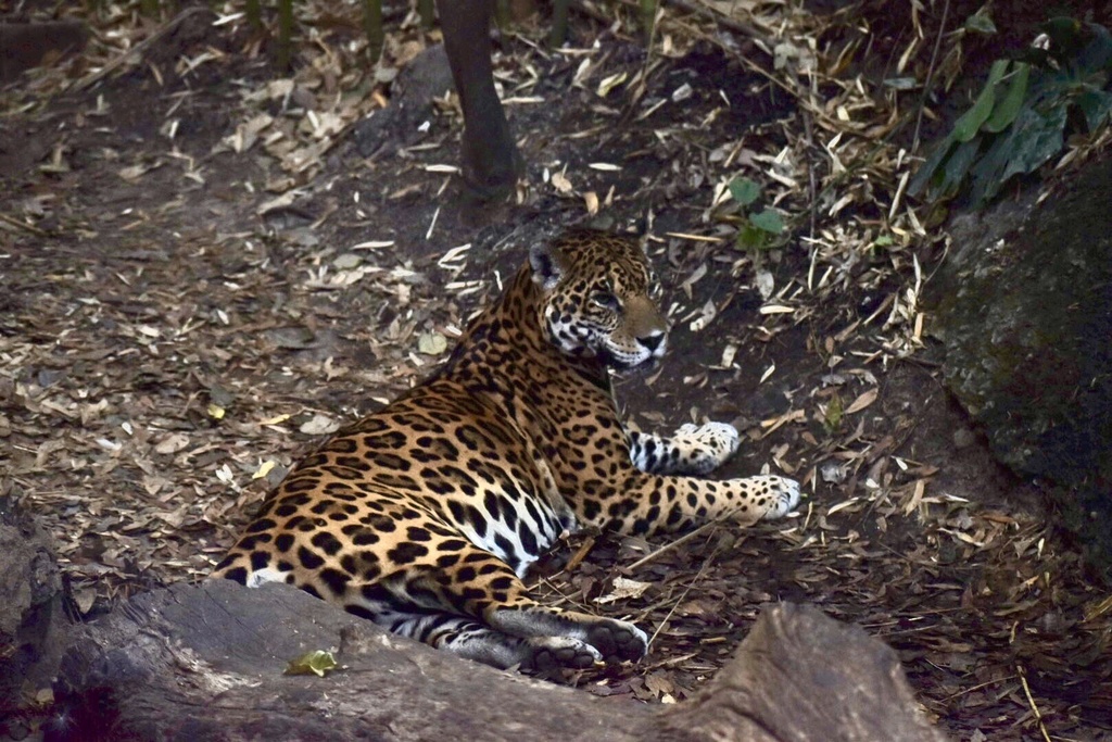 Panthera Onca. Jaguar Jalisco habita