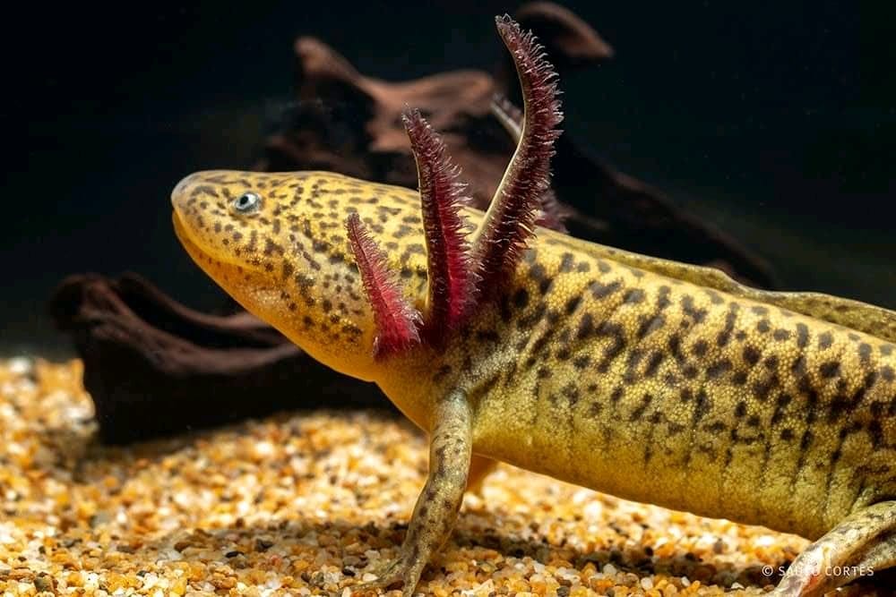 Los ajolotes son salamandras que pertenecen al género Ambystoma y en Jalisco habitan tres diferentes especies