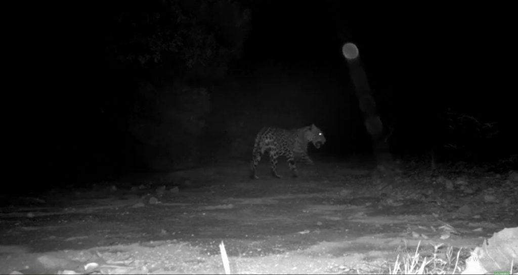 Se han documentado imágenes de jaguares en la Sierra de Quila