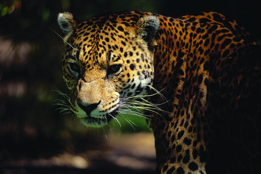 Los jaguares habitan ecosistemas como el de la Sierra de Quila