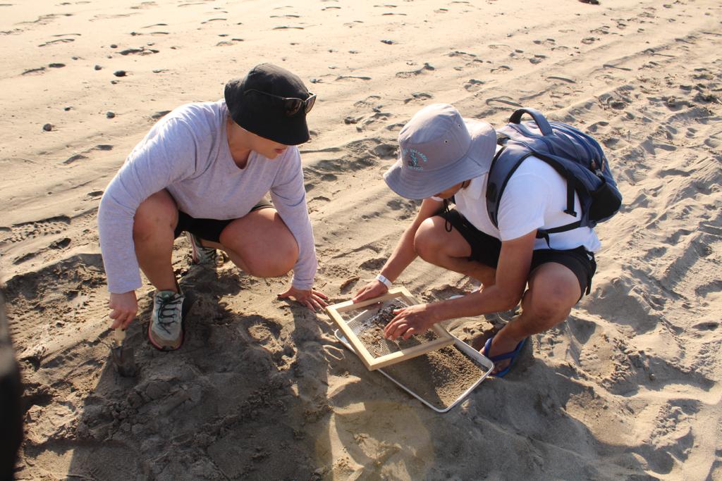 Dos investigadoras trabajan en playas con mucha, mediana y poca presencia de visitantes, en distintos puntos de Puerto Vallarta