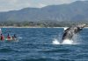 Ballenas lidian con embarcaciones de turistas en Puerto Vallarta Ballena jorobada cerca de una lancha