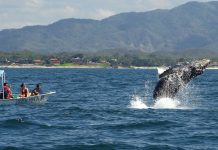 Ballenas lidian con embarcaciones de turistas en Puerto Vallarta Ballena jorobada cerca de una lancha