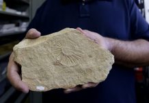 ¿Cuántos fósiles se han descubierto en Jalisco?