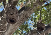 Nasas, artes de pesca antiguas del Lago de Chapala